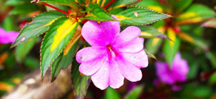 DDOS在线攻击平台